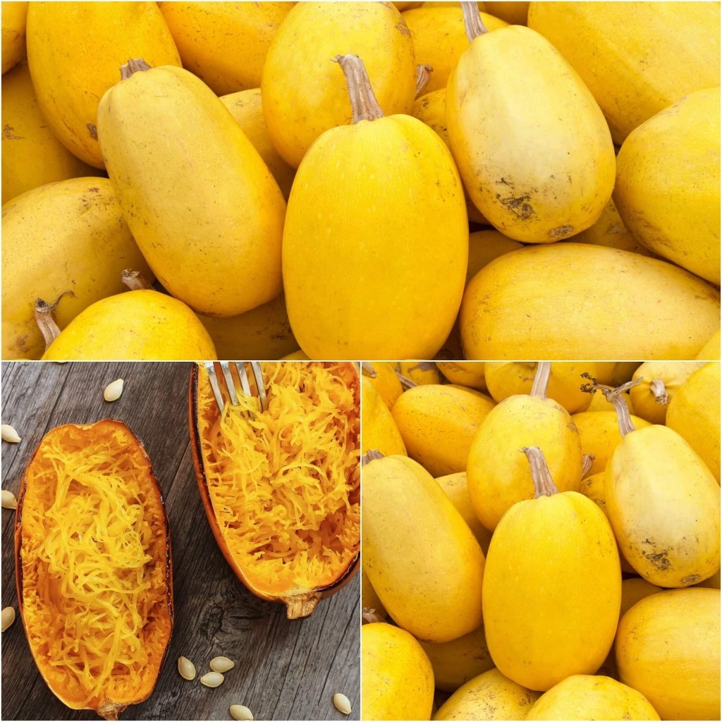 Vegetable Spaghetti Squash seeds - Happy Valley Seeds
