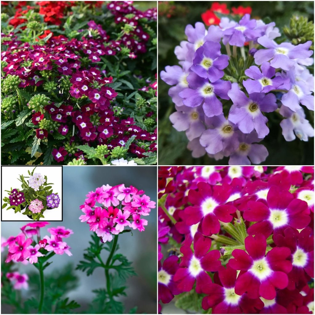 Verbena - Mammoth Mix seeds - Happy Valley Seeds