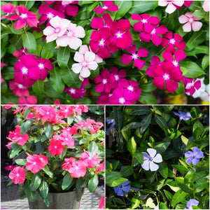 Vinca - Little Mixed seeds