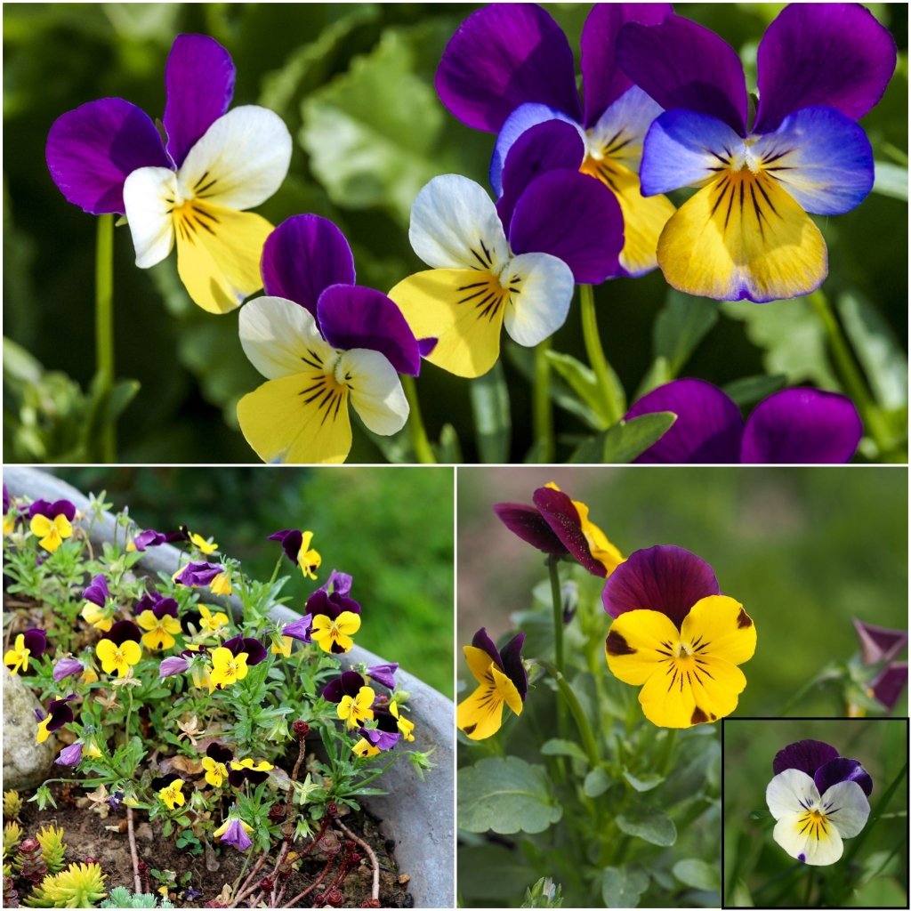 Viola - Heartsease Johnny Jump Up seeds - Happy Valley Seeds