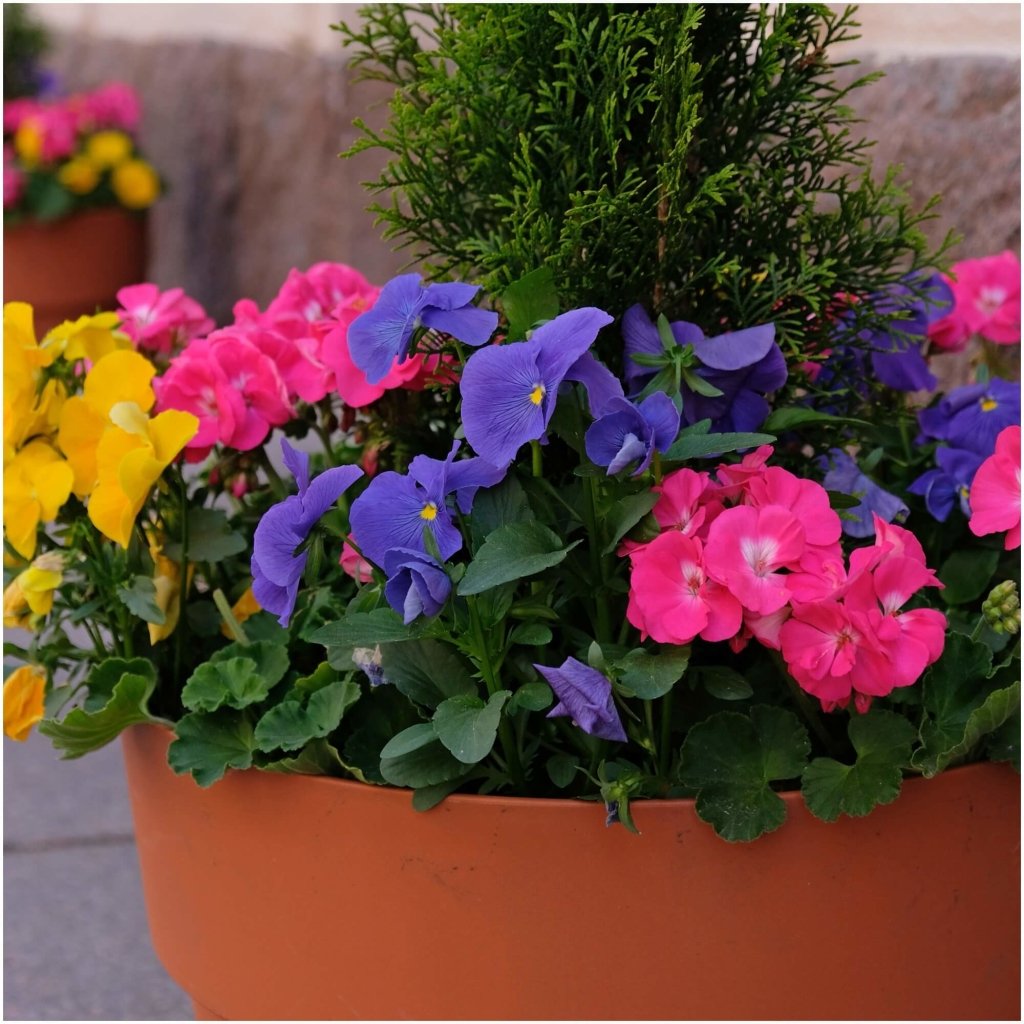 Viola (Pansy) - Clear Crystals Mixed seeds - Happy Valley Seeds