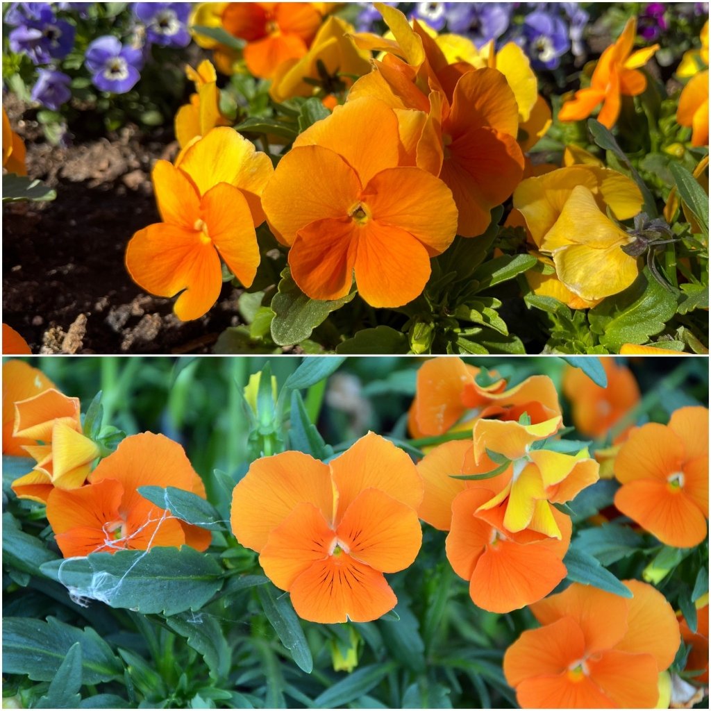 Viola (Pansy) - Clear Crystals Orange seeds - Happy Valley Seeds