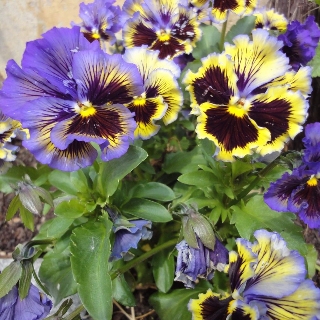 Viola (Pansy) - Rococo Frilled Mixed seeds - Happy Valley Seeds