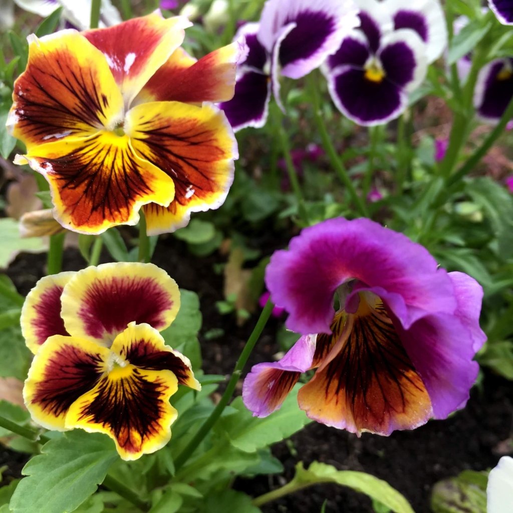 Viola (Pansy) - Rococo Frilled Mixed seeds - Happy Valley Seeds