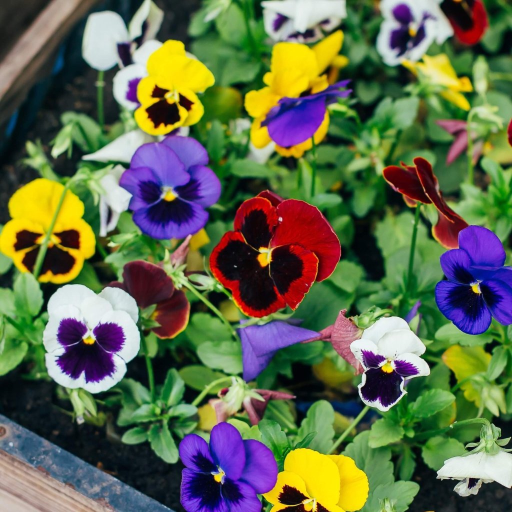 Viola (Pansy) - Swiss Winter Mixed seeds - Happy Valley Seeds
