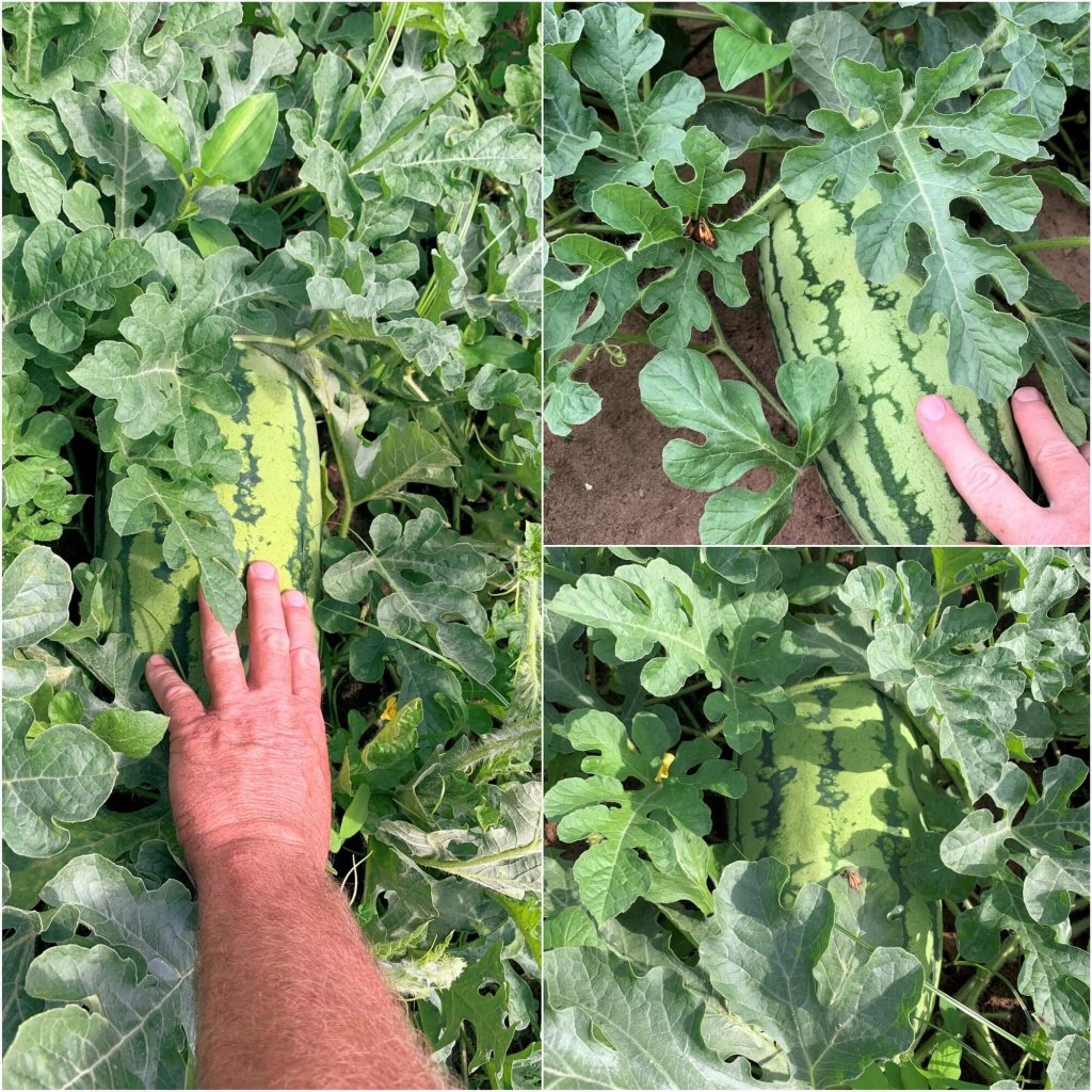 Buy Watermelon Bush Jubilee seeds Online Happy Valley Seeds