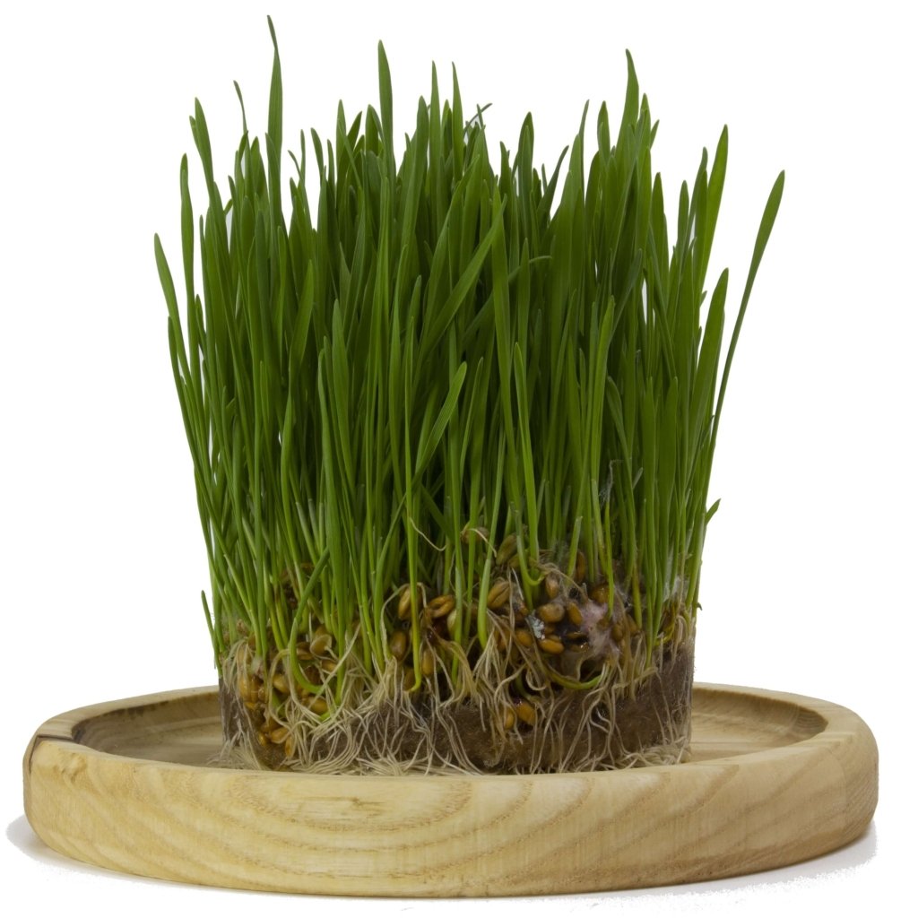 Wheatgrass Growing Buy Organic Wheatgrass Wheat Grass Kit