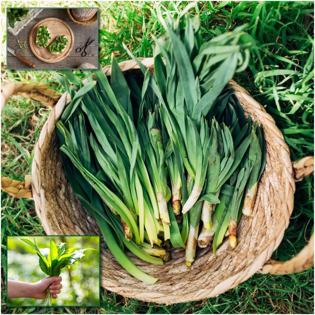 Wild Garlic seeds - Happy Valley Seeds