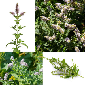 Wild Mint (Horse Mint) seeds