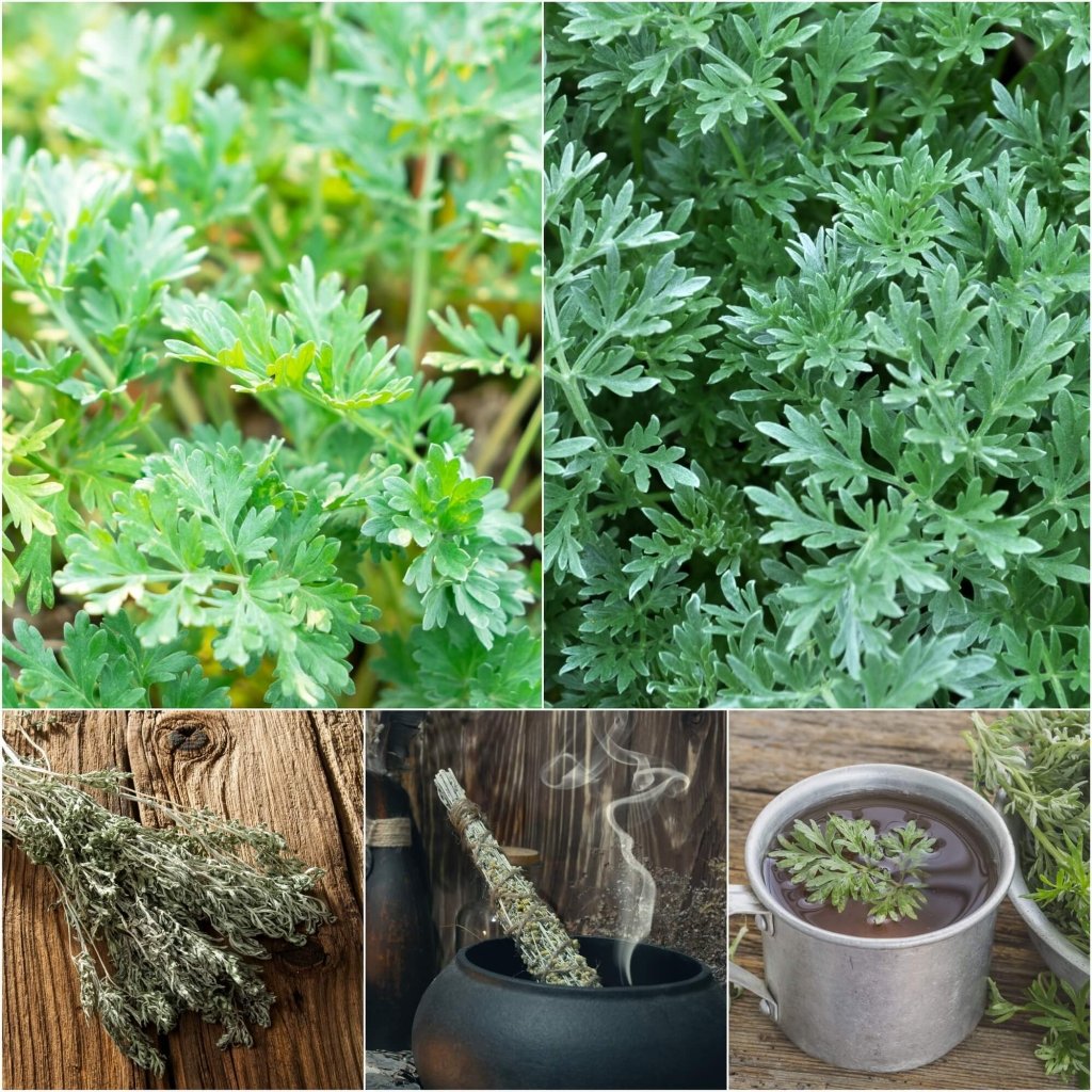 wormwood plant seeds Wormwood Seeds