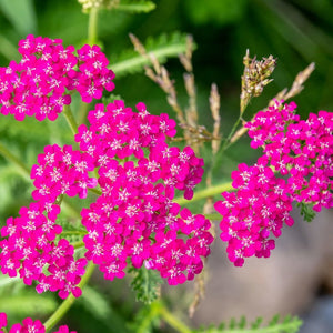 Yarrow - Cerise Queen seeds