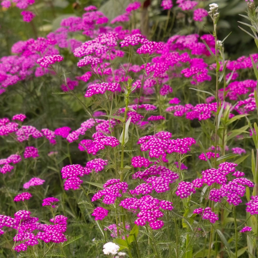 Yarrow - Cerise Queen seeds - Happy Valley Seeds