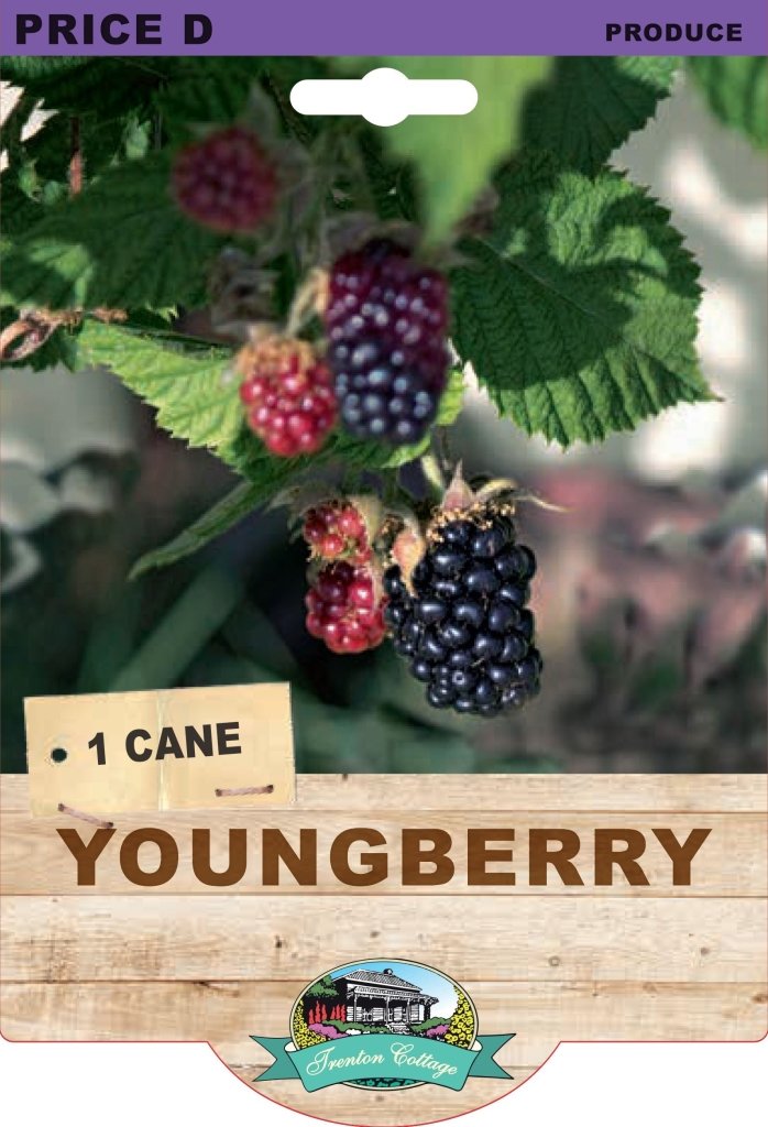 Youngberry (Pack of 1 Cane) - Happy Valley Seeds