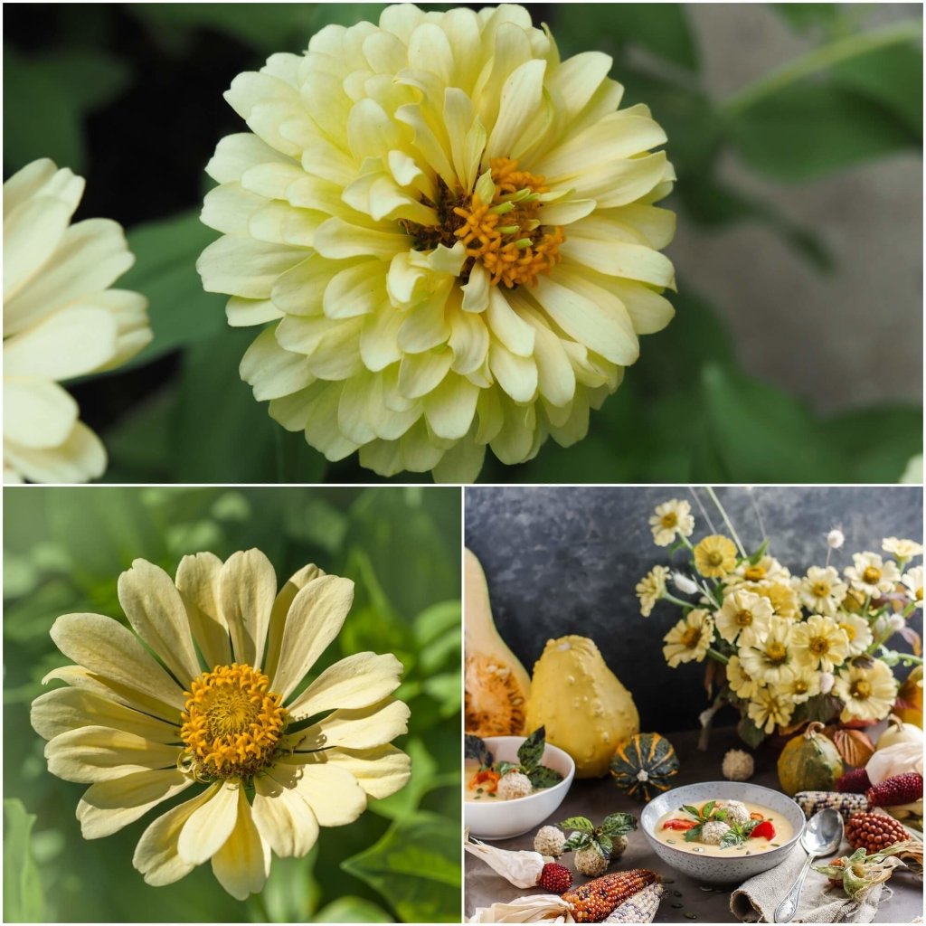 Zinnia - Isabellina (Creamy Yellow) seeds - Happy Valley Seeds