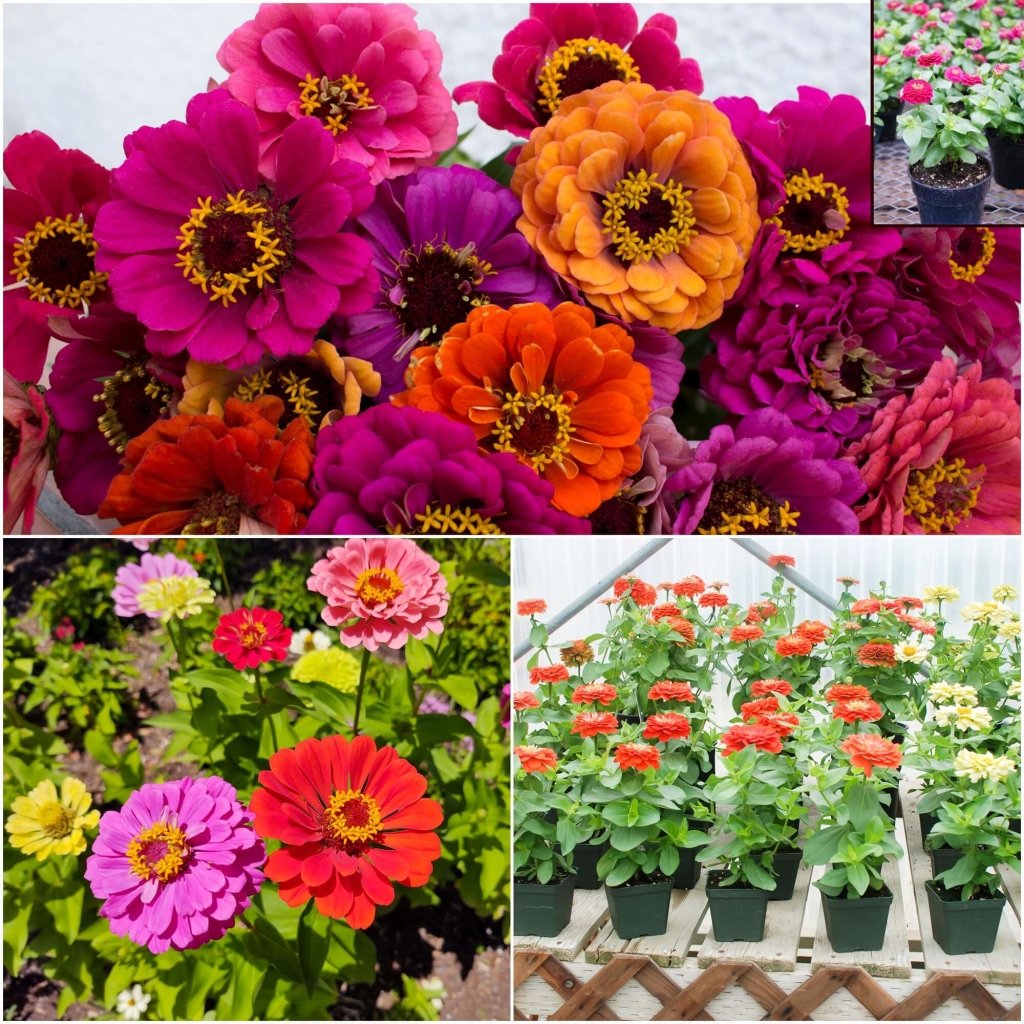 Zinnia - Lilliput Mix seeds - Happy Valley Seeds