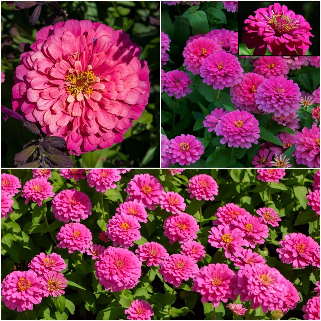 Zinnia - Luminosa (Bright Pink) seeds - Happy Valley Seeds