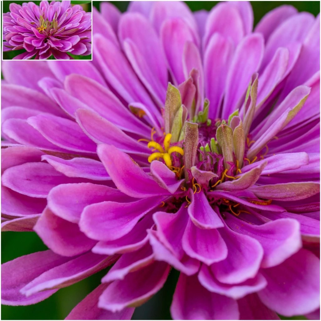 Zinnia - Violet Queen seeds - Happy Valley Seeds
