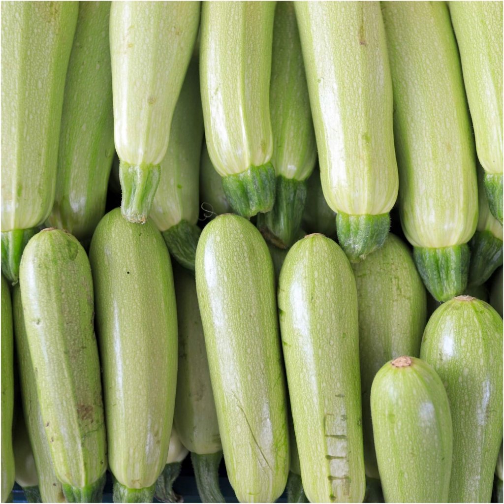 Zucchini - Grey (Lebanese) seeds - Happy Valley Seeds