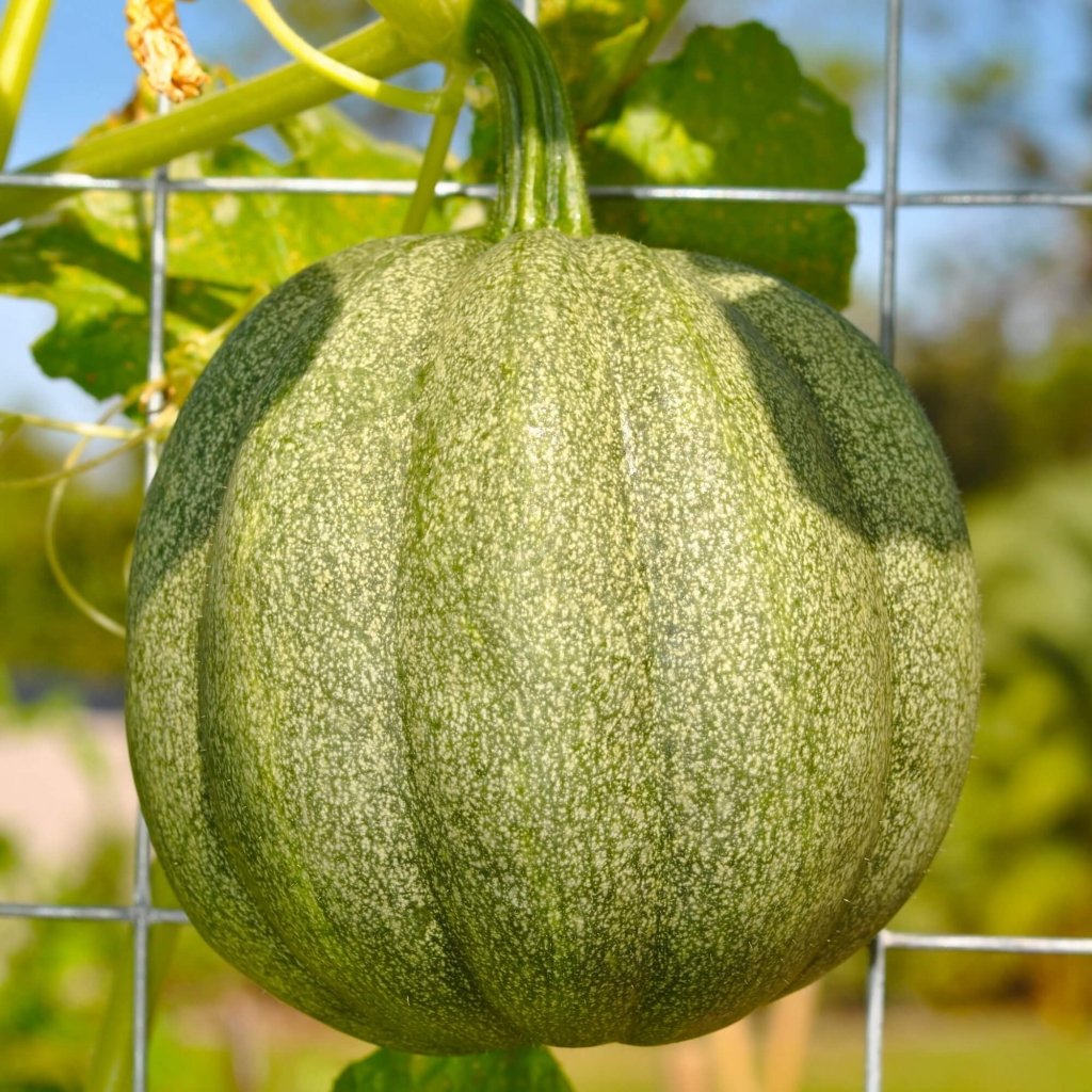 Zucchini - Ronde De Nice seeds - Happy Valley Seeds