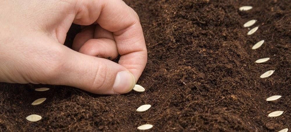 12 Tips for Beginning Seed Gardeners - Happy Valley Seeds