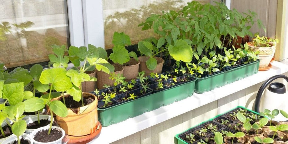 21 Reasons Why Your Seeds Didn’t Germinate And How To Fix It Happy Valley Seeds