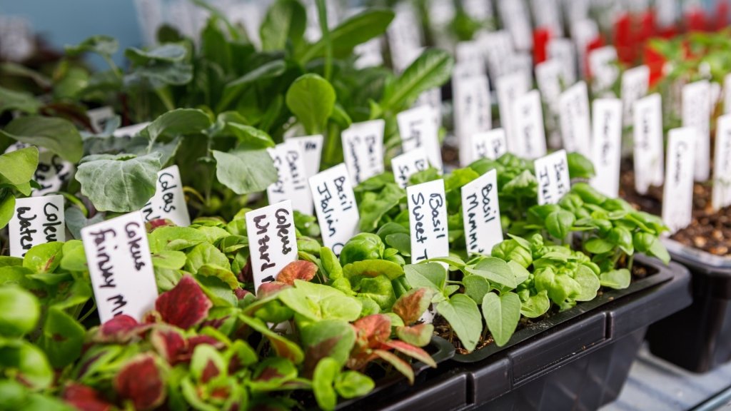 A Beginner's Guide to Botanical Names on Seed Packets - Happy Valley Seeds