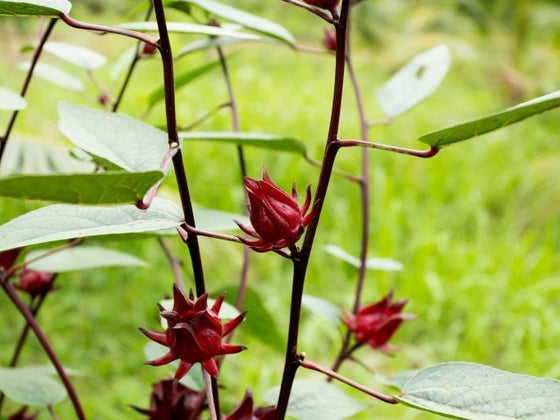 A Comprehensive Guide on Growing Rosella