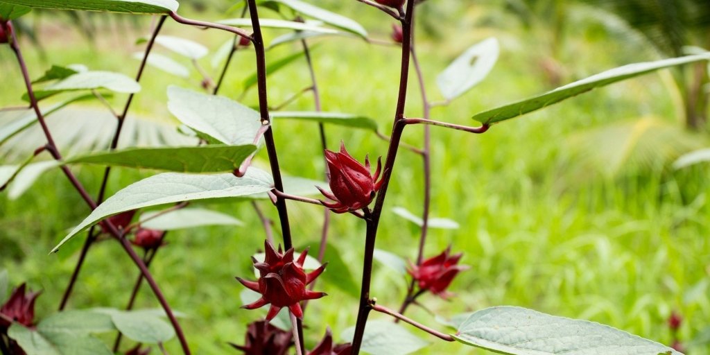 A Comprehensive Guide on Growing Rosella - Happy Valley Seeds