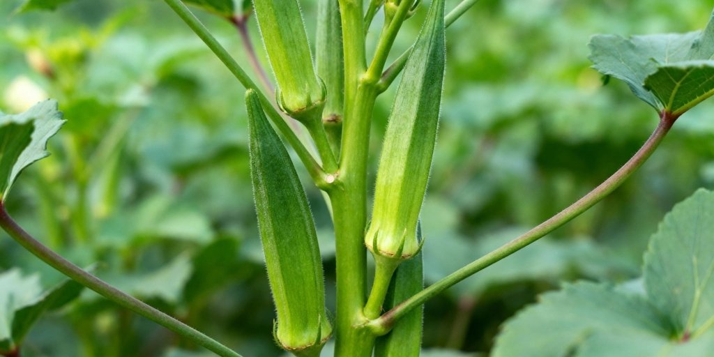 A Comprehensive Guide to Growing Okra from Seeds - Happy Valley Seeds