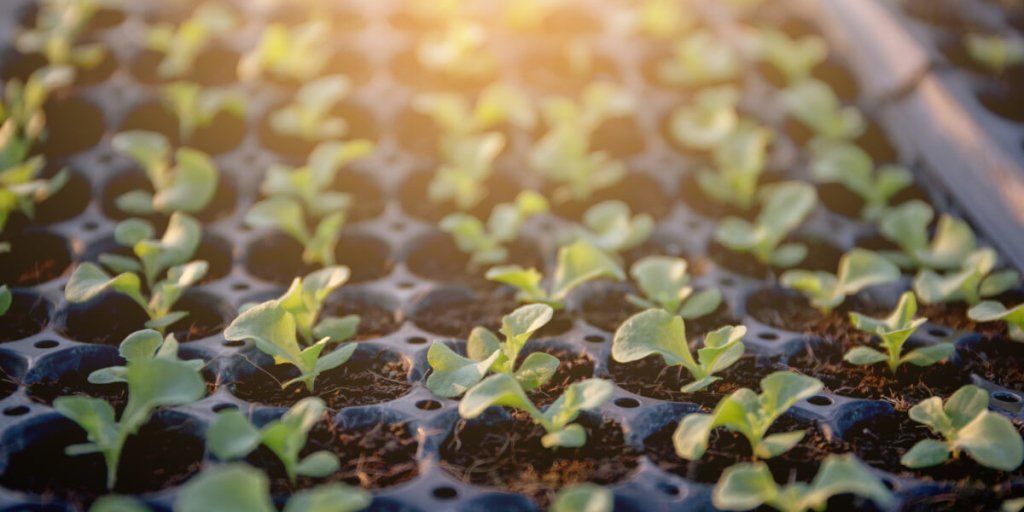 A Step-by-Step Guide to Starting Seeds Indoors - Happy Valley Seeds