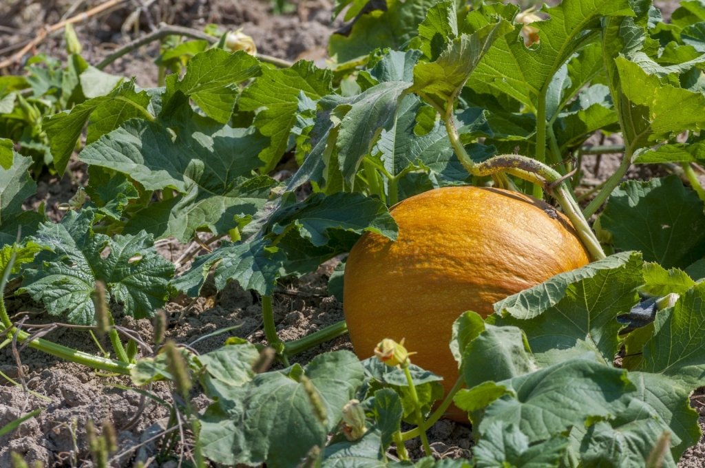 A Summer Vegie Patch in Perth and Adelaide: Growing Through the Long Dry - Happy Valley Seeds