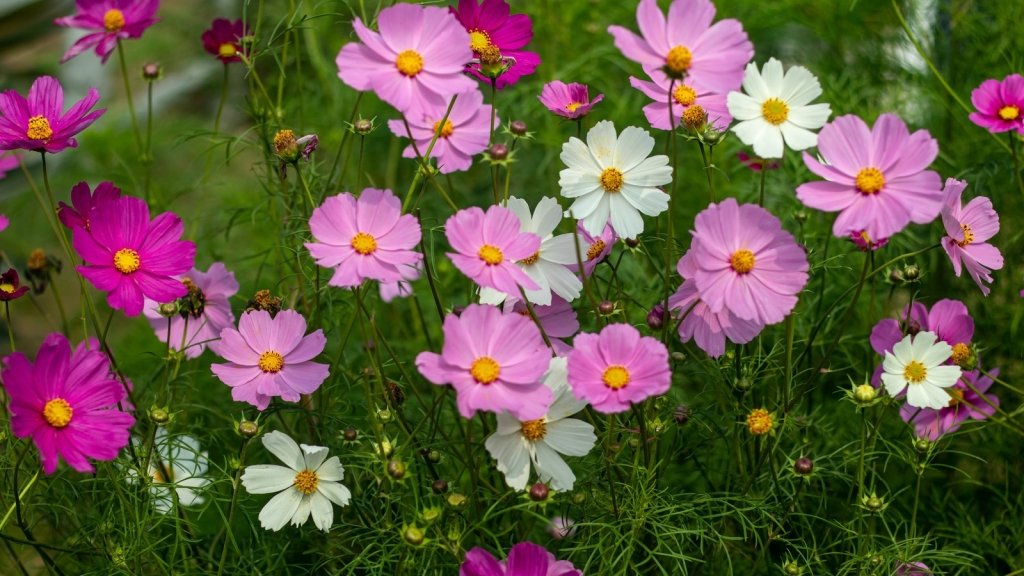 Annuals, Perennials and Biennials: Plant Life Cycles Explained - Happy Valley Seeds