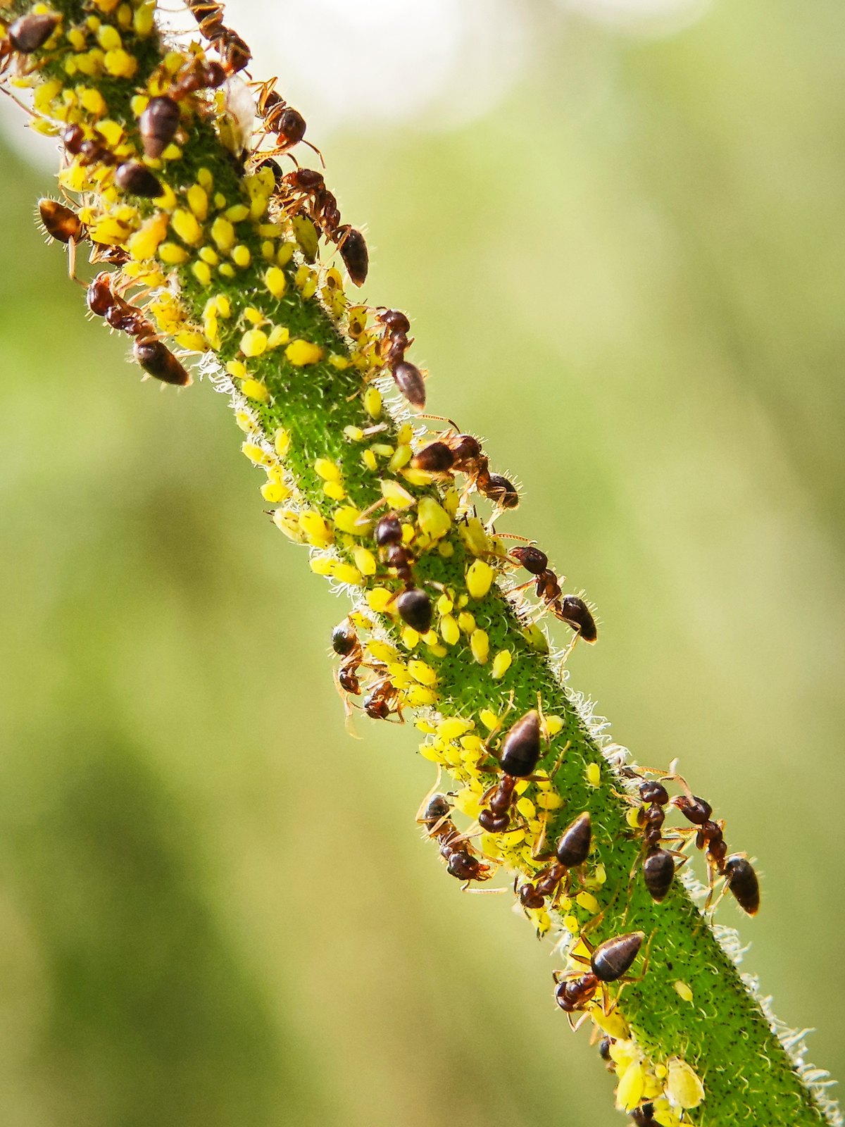 Ants tending yellow aphids on a plant stem for their honeydew.