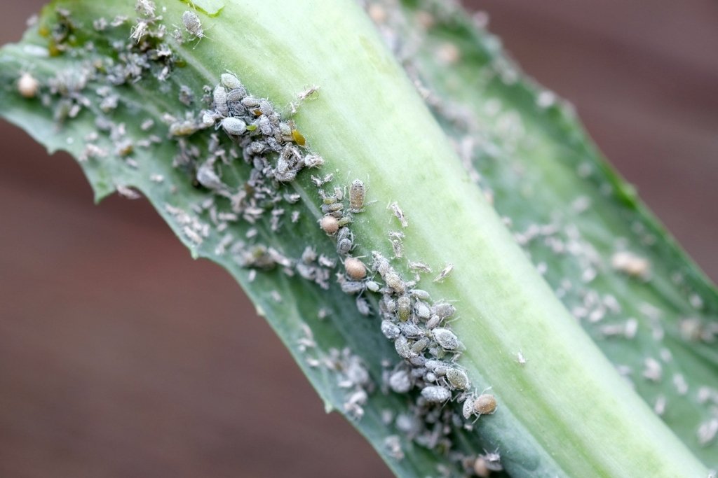 Aphids: How to Spot, Control and Prevent Them in an Australian Garden - Happy Valley Seeds