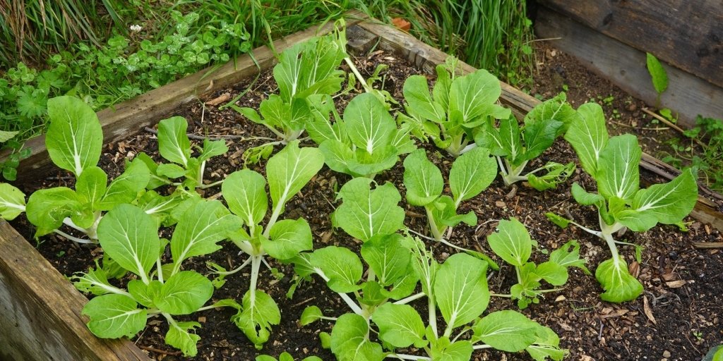 Asian Greens: A stir fry lover's paradise! - Happy Valley Seeds