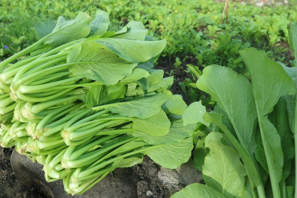Asian Greens from Seed: Fast, Forgiving Leaves for Every Australian Garden - Happy Valley Seeds