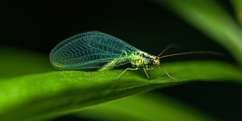 Attract Predatory Insects and Beneficial Bugs to your Home Garden - Happy Valley Seeds
