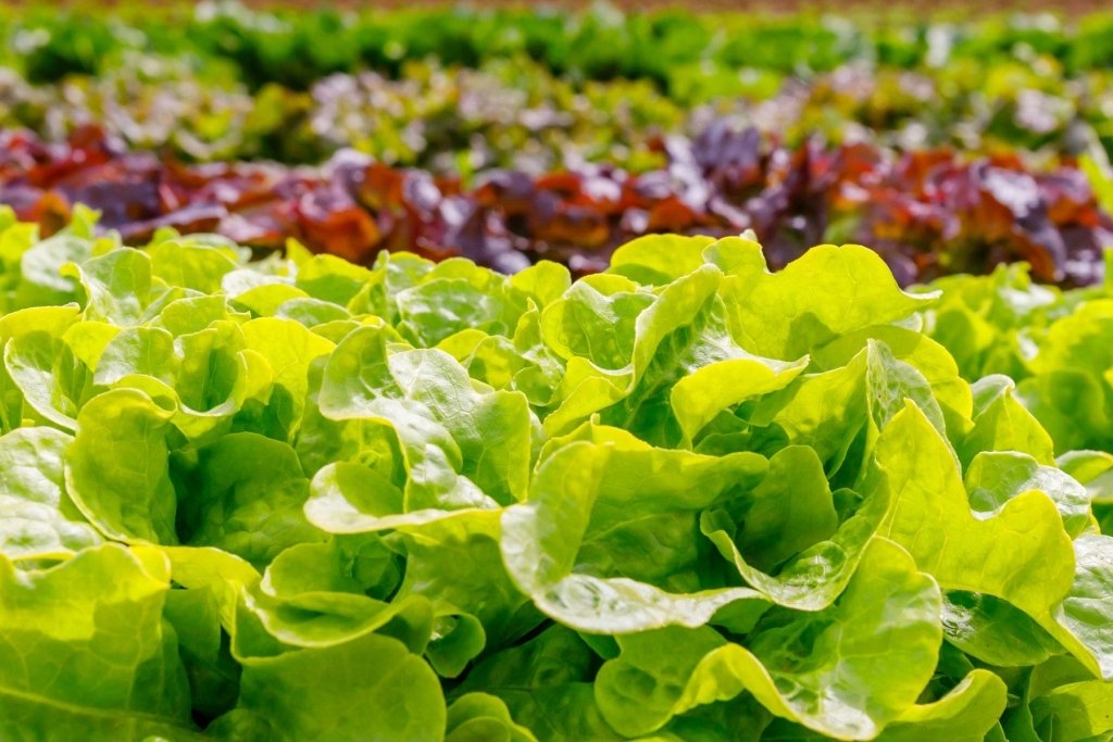Beating the glut: keeping the summer harvest coming - Happy Valley Seeds