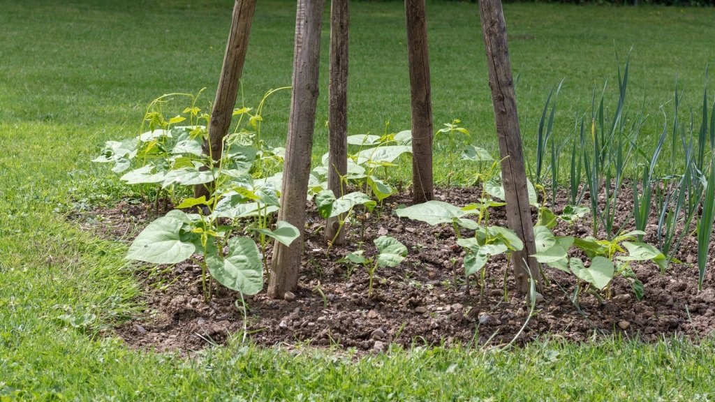 Bush, Climbing and Runner Beans: How to Grow Beans From Seed in Australia - Happy Valley Seeds