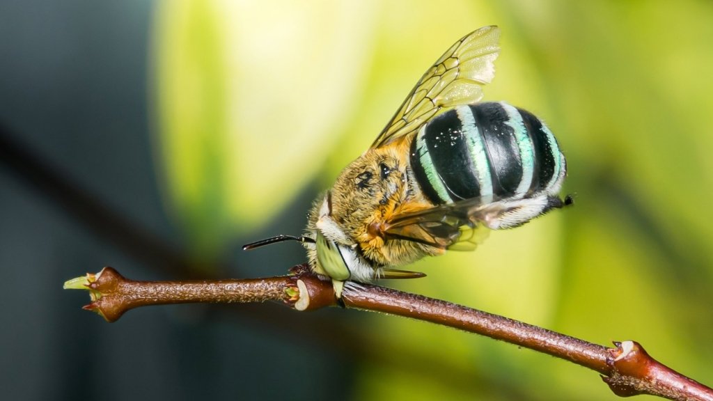 Buzz pollination: the native bees that shake tomatoes into fruit - Happy Valley Seeds