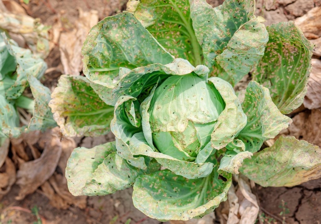 Cabbage White and Diamondback Caterpillars: Protecting Your Brassicas - Happy Valley Seeds