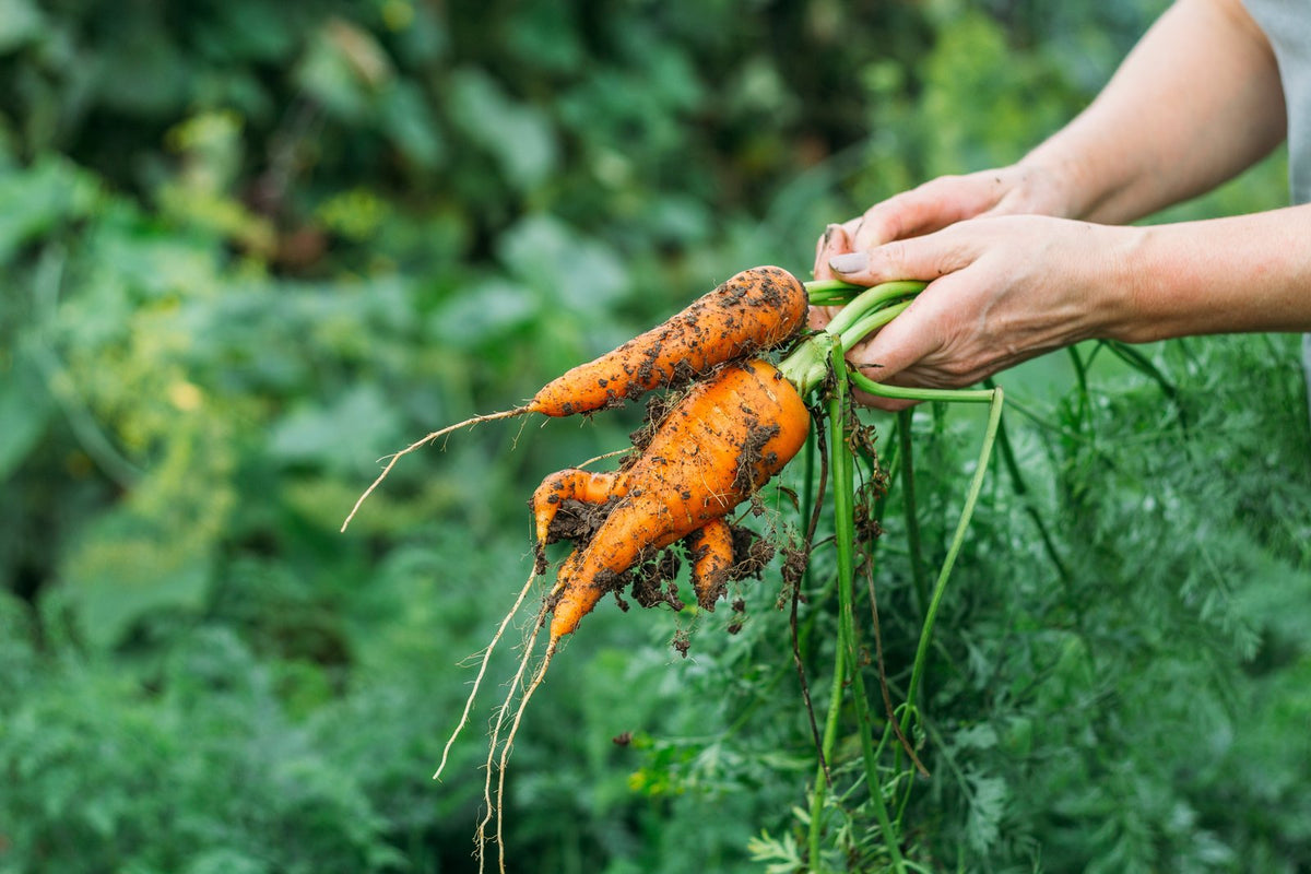 Freshly pulled carrots being lifted from the soil.