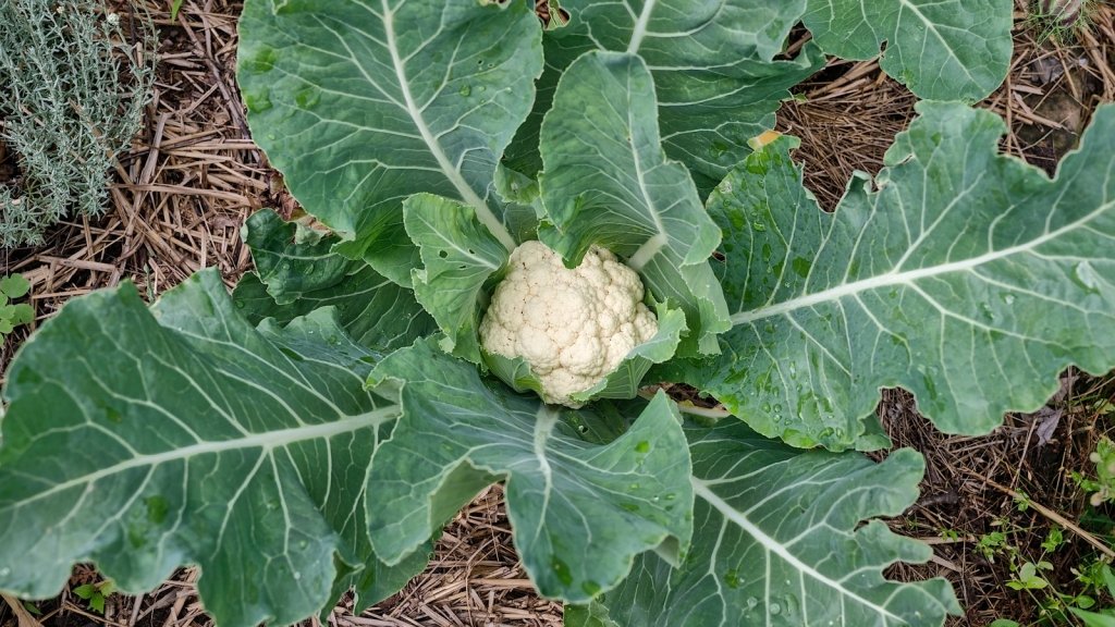 Cauliflower Head Problems: Buttoning, Ricing, No Head and Browning - Happy Valley Seeds