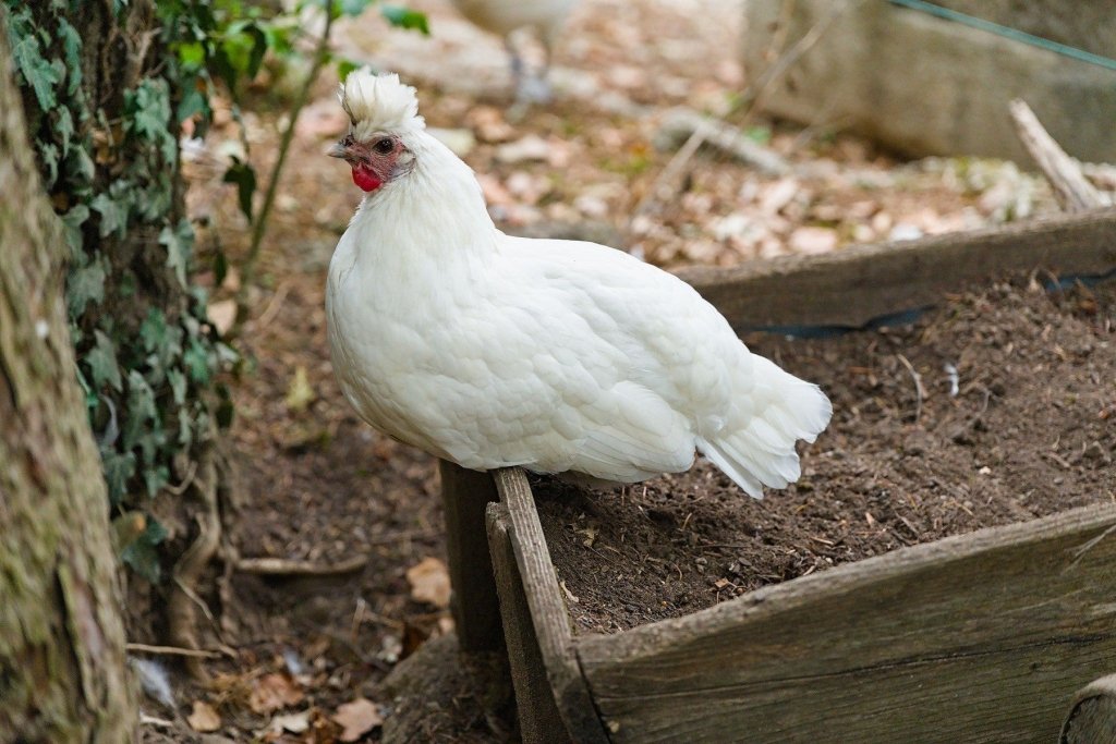 Chickens & Vegetable Gardens - Happy Valley Seeds