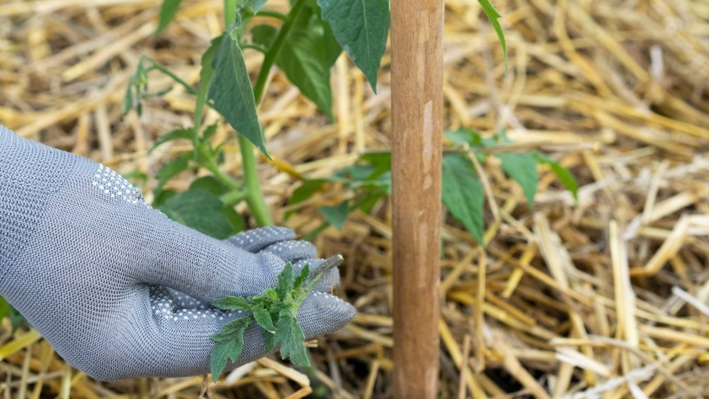 Choosing Mulch for the Vegetable Garden: Straw, Lucerne, Wood Chips and More - Happy Valley Seeds