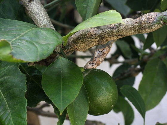 Citrus Gall Wasp: How to Prevent and Control It
