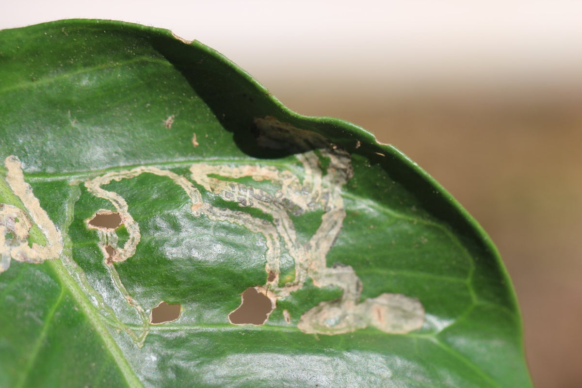 Silvery, winding citrus leaf miner trails on a citrus leaf.