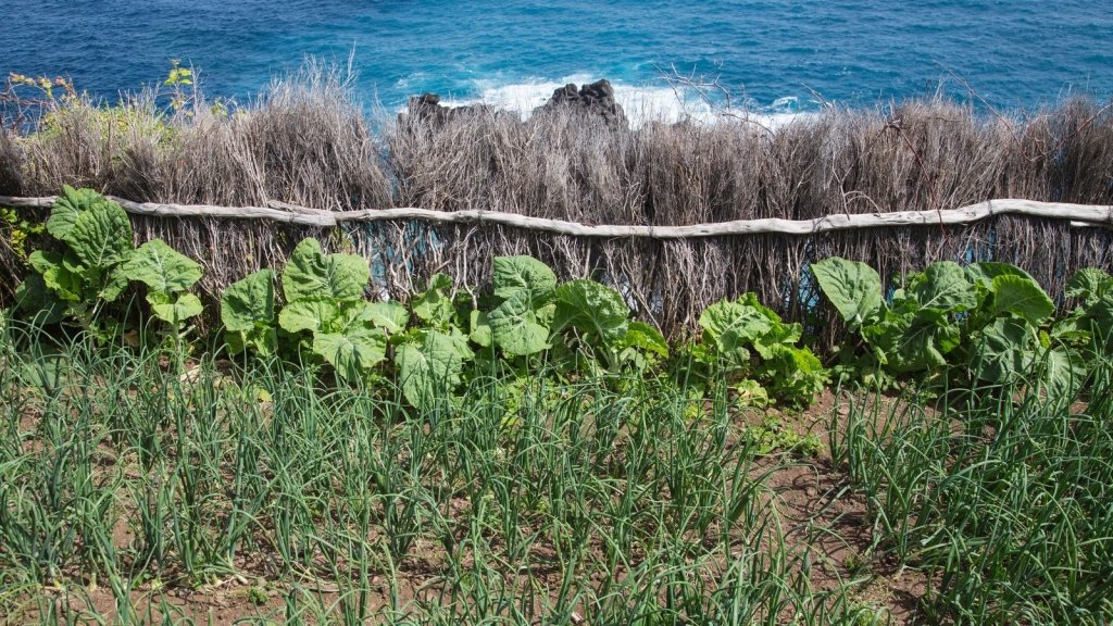 Coastal and Windy Gardens: Shelter from Salt, Wind and Sand - Happy Valley Seeds