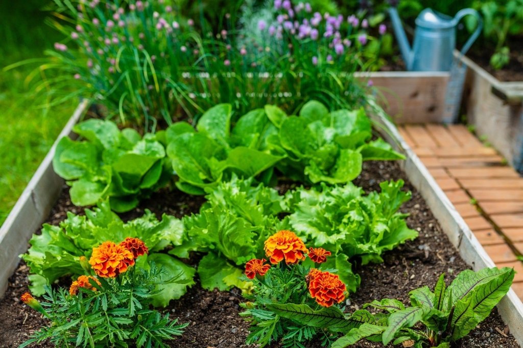 Companion planting in Australia: what really helps, and what is folklore - Happy Valley Seeds