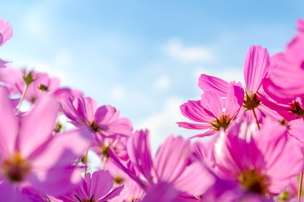 Cosmos from Seed: Sun, Lean Soil and a Garden That Reseeds Itself - Happy Valley Seeds